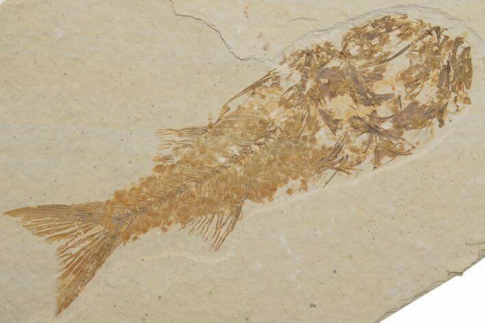 Bargain, Fossil Fish (Mioplosus) - Wyoming #217675